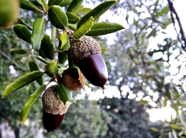 Acorns, another Serranía nut. Photo © Karethe Linaae